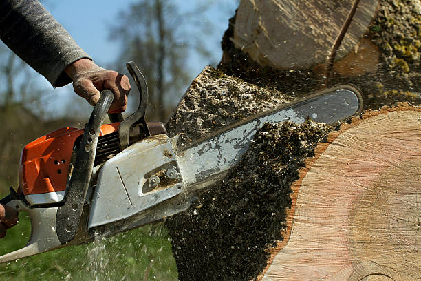 The Steps Involved in Our Tree Care Process in Coudersport, PA